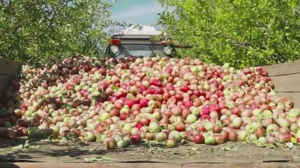 Фермеры собирают спелые яблоки в саду — стоковое видео