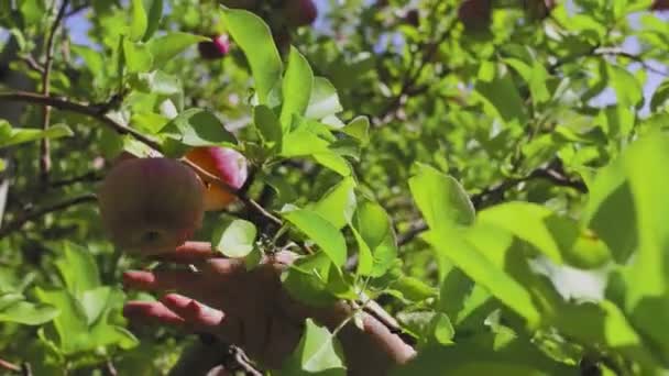 En man plockar ett rött äpple i trädgården — Stockvideo