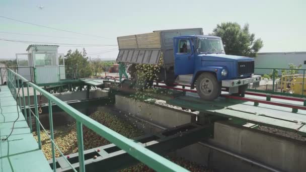 Los camiones de vista superior descargan manzanas frescas recién recogidas — Vídeo de stock
