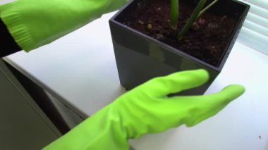 Yeşil eldivenli bir el pencere pervazından saksı çiçeği alır. Bir el pencere pervazındaki kiri bir bez parçasıyla siler.