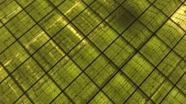 Soyut yeşil geometrik arkaplan. Geceleri seraları aydınlatıyordu. Cam çatılarda tarım altyapısı.