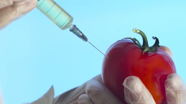 Närbild av en människa i en medicinsk rock och handskar injicera en spruta i en tomat med lite vätska på en blå bakgrund — Stockvideo