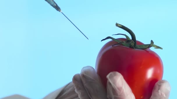 Close-up de um humano em um casaco médico e luvas injetando uma seringa em um tomate com algum líquido em um fundo azul — Vídeo de Stock