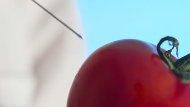 Close-up de um humano em um casaco médico e luvas injetando uma seringa em um tomate com algum líquido em um fundo azul — Vídeo de Stock