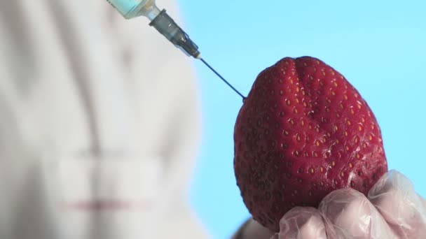 Close-up van een mens in een medisch gewaad en handschoenen die een spuit injecteren in aardbeien met wat vloeistof op een blauwe achtergrond — Stockvideo