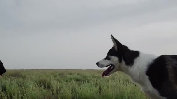 Joven juega con su perro, rasca su cabeza, acaricia, juega con amapola — Vídeos de Stock