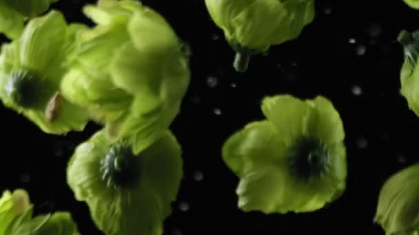 Зелені коники падають на чорне тло — стокове відео