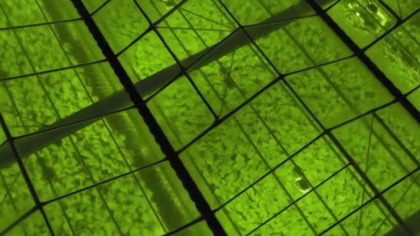 Fondo geométrico verde abstracto. Invernaderos iluminados por la noche. Infraestructura agrícola en techos de vidrio. — Vídeos de Stock