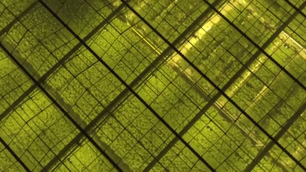 Abstract green geometric background. Illuminated greenhouses at night. Agricultural infrastructure on glass roofs. — Stock Video