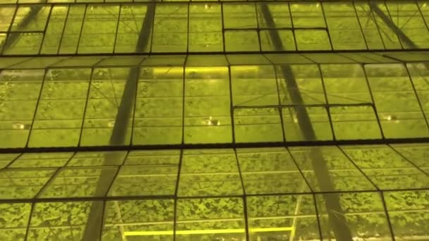 Fondo geométrico verde abstracto. Invernaderos iluminados por la noche. Infraestructura agrícola en techos de vidrio. — Vídeo de stock