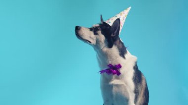 Genç bir kurt, kafasında şenlikli bir şapkayla stüdyoda mavi bir arka planda boynunda bir kurdeleyle poz veriyor.