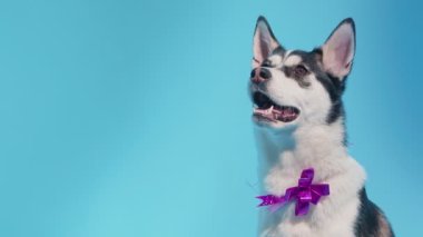 Genç bir Husky, mavi bir arka planda, boynunda bayram yayı ile stüdyoda poz veriyor.