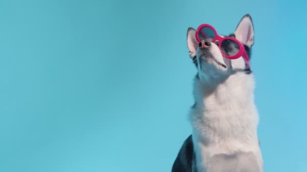 Un joven husky posa con gafas de sol en el estudio sobre un fondo azul — Vídeos de Stock
