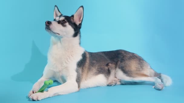 Un giovane husky posa con un osso nelle zampe in studio su uno sfondo blu — Video Stock