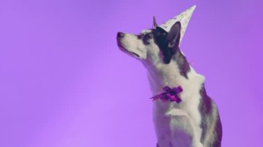 Genç bir kurt, kafasında şenlikli bir şapkayla stüdyoda mor bir arka planda boynunda bir kurdeleyle poz veriyor.