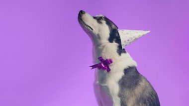 Genç bir kurt, kafasında şenlikli bir şapkayla stüdyoda mor bir arka planda boynunda bir kurdeleyle poz veriyor.