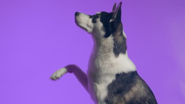 En ung husky poserar i studion på en lila bakgrund — Stockvideo