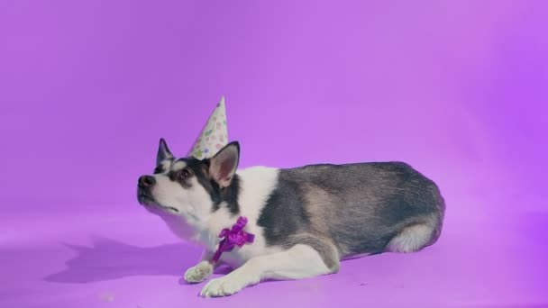 Un giovane husky posa con un cappello festivo sulla testa e un fiocco intorno al collo in studio su uno sfondo viola — Video Stock