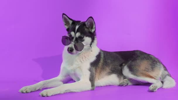 Молодий чоловік позує з сонцезахисними окулярами в студії на фіолетовому фоні — стокове відео