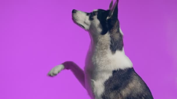 Un joven husky posa en el estudio sobre un fondo rosa — Vídeos de Stock