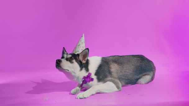 Um jovem husky posa com um chapéu festivo em sua cabeça e um arco em torno de seu pescoço no estúdio em um fundo rosa — Vídeo de Stock