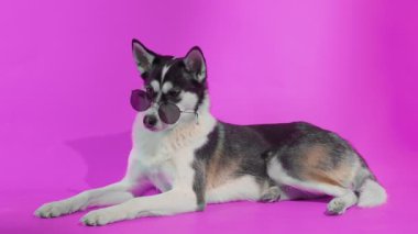 Stüdyoda pembe arka planda güneş gözlüklü genç bir kurt poz veriyor.