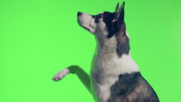 Un giovane husky posa in studio su uno sfondo verde — Video Stock
