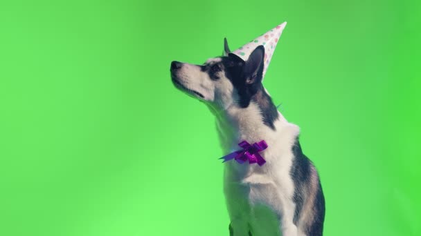 Un giovane husky posa con un cappello festivo sulla testa e un fiocco intorno al collo in studio su uno sfondo verde — Video Stock