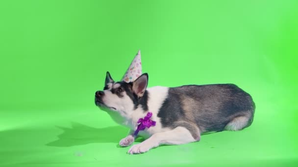 Um jovem husky posa com um chapéu festivo em sua cabeça e um arco em torno de seu pescoço no estúdio em um fundo verde — Vídeo de Stock