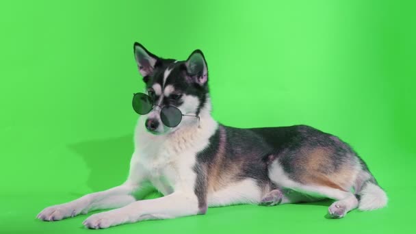Ένας νεαρός husky ποζάρει με γυαλιά ηλίου στο στούντιο σε πράσινο φόντο — Αρχείο Βίντεο