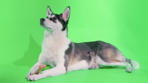 Un giovane husky posa con un osso nelle zampe in studio su uno sfondo verde — Video Stock