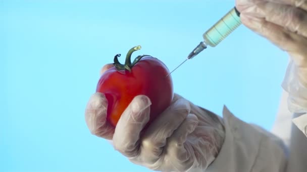 Primer plano de un humano con una capa médica y guantes inyectando una jeringa en un tomate con un poco de líquido sobre un fondo azul — Vídeo de stock