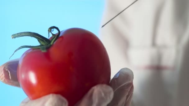 Close-up de um humano em um casaco médico e luvas injetando uma seringa em um tomate com algum líquido em um fundo azul — Vídeo de Stock