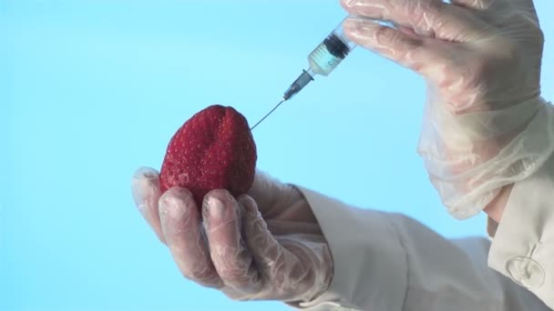 Primer plano de un humano en una bata médica y guantes que inyectan una jeringa en fresas con un poco de líquido sobre un fondo azul — Vídeos de Stock