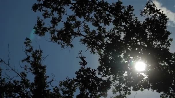 Hojas verdes con rayos solares — Vídeo de stock