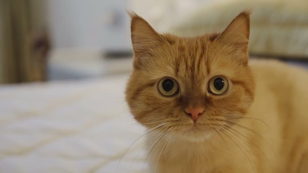 Die rote Katze schaut überrascht aus nächster Nähe auf — Stockvideo