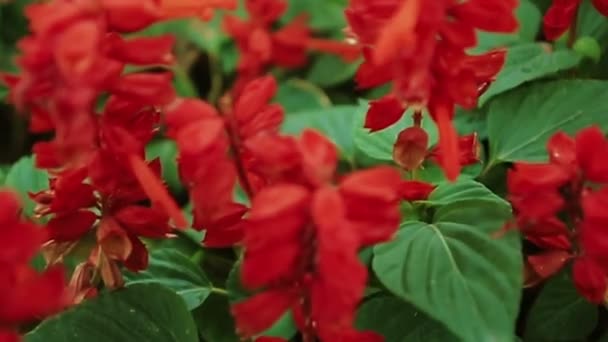 红色的花朵在花园里的床上 — 图库视频影像