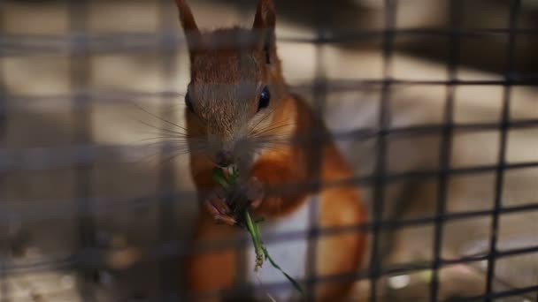Esquilo vermelho come grama na célula — Vídeo de Stock