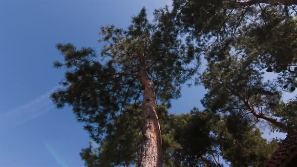 Pinos cielo azul vista panorámica desde la parte inferior — Vídeos de Stock