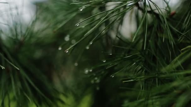 Zweig eines Nadelbaums mit Regentropfen — Stockvideo