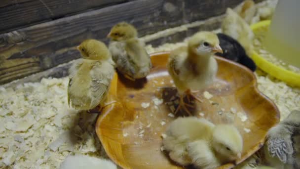 Pollito amarillo de pie sobre fondo de madera cámara lenta — Vídeos de Stock