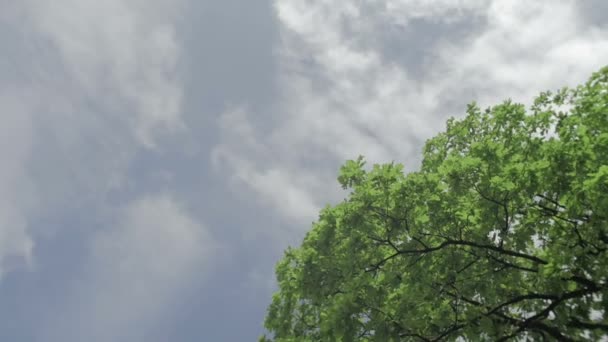 Árvore verde isolada no céu azul e nuvens fundo 3 eixo estabilizado tiro imagem plana não graduado — Vídeo de Stock