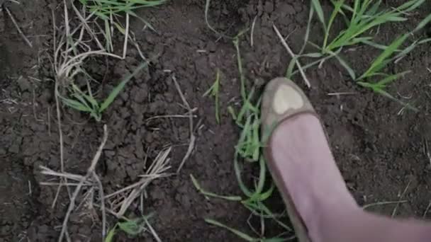 Krásné ženy přes zelené pole kamery sledovat boty zblízka — Stock video