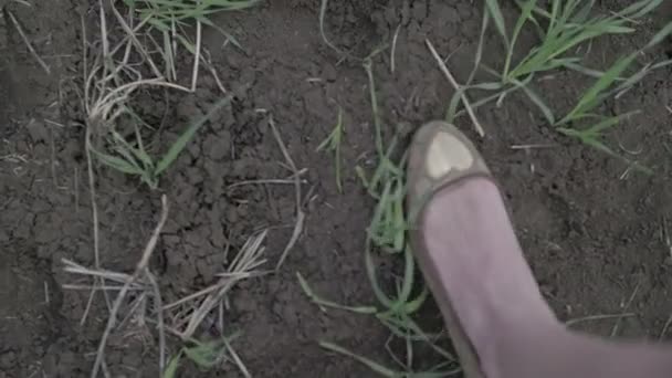 美丽的女人穿过绿色的田野相机遵循鞋附近叙平颜色 — 图库视频影像