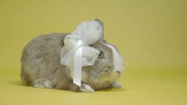 Guinea pig in white bows slow motion yellow background — Stock Video