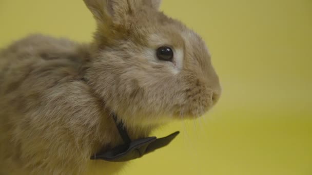 El conejo en lazo negro fondo amarillo — Vídeo de stock