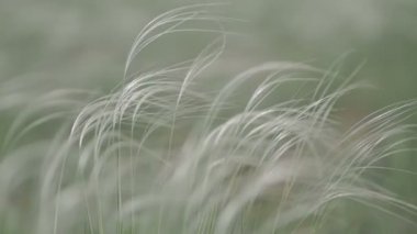 Rüzgar alan yeşil arka plan makro yakın yetersiz düz renk çimenlerde hışırdar