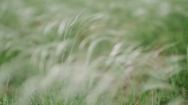 Vento sussurra a grama no campo verde fundo macro — Vídeo de Stock