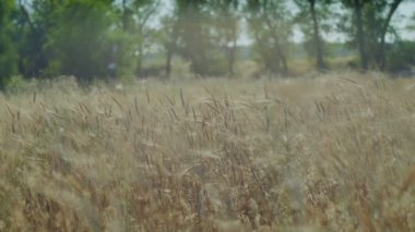 Buğday sivri alan summerday süper ağır çekim kademeli