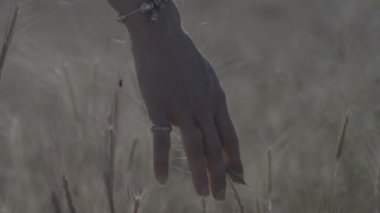 Kadın el buğday alan ağır çekim 240 fps ungdaded renkli kapatın